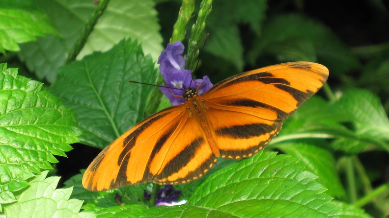 2006-06-29 393 Niagara Butterfly-cropped